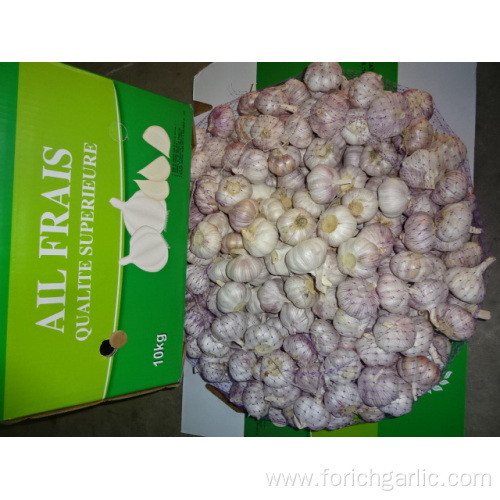 Fresh Best Quality Normal White Garlic